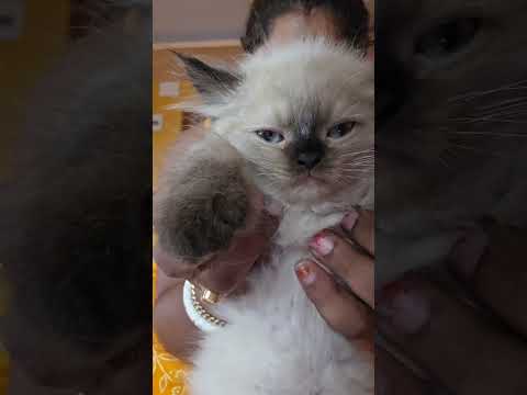 #petvlog #rajaranivlog