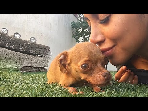 A Kind Woman Has Been Taking Care of a Sick Dog for 10 Years - They Are Good Friends, Forever Close