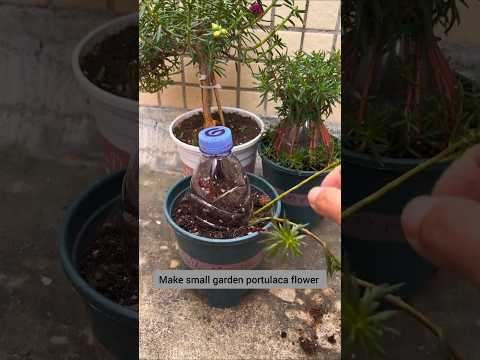 Unique make plant small propagation Portulaca flower #shorts #garden #plants #flowers