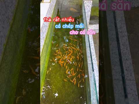 thả rất nhiều cá chép mồi vào hồ cá săn mồi #pet #animals #fishing #fish #baopet #shorts