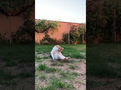 Jonášek 🥰 #cat #happy #happycats #short #shorts #shortvideo #viralvideo #cz