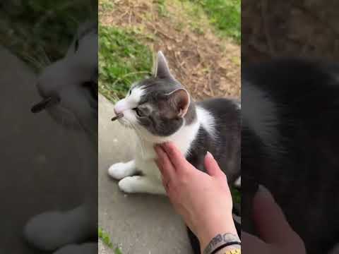 omg i hate this video 😭😭 wtf is going on?!?? #cat #cats #kitty #kitten #kittens @juuliancasablancas