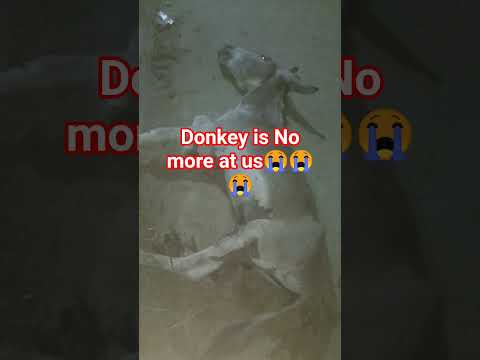 donkey is no more #edit #shangchi #sad #squidgame #docterslump #monster #weakhero #kdrama #hierarchy