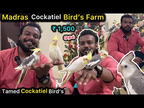 💥Madras Cockatiel Birds's Farm🏕 | 🦜Tamed Birds | இவ்ளோ அழகான birds aviary ah😱 Chennai bird's