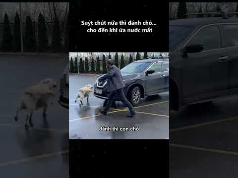 Suýt chút nữa thì đánh chó    cho đến khi ứa nước mắt