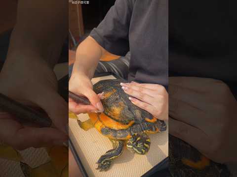 Girl Helped a Turtle in a Special Way 😍