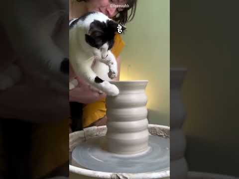 Creative Cat Surprises Owner😊
