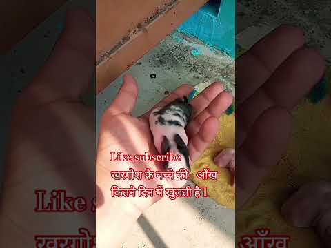 # खरगोश की बच्चे की आँख कितने दिन में खुलती है#viralvideo #mannurabbit