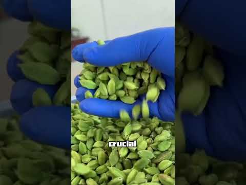 Amazing Indian Cardamom Auction#shorts