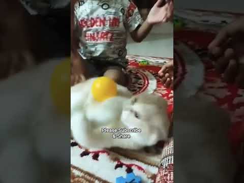 Mochi Love, Cat Funny Videos, Cat Lover #cat #viral