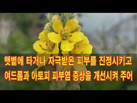 햇볕에 타거나 자극 받은 피부를 진정시키고 여드름과 아토피 피부염 증상을 개선시켜 주어