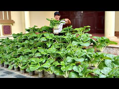 Easiest Recycled Garden – Dream Veggie Patch from Trash! Super Easy & Productive!