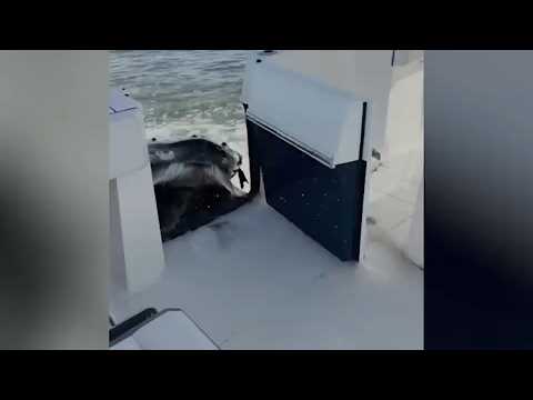 <strong>Video</strong> captures humpback whale crashing <strong>into</strong> boat on Long Island
