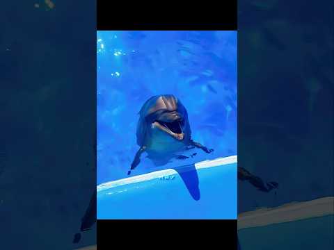 The Dolphin Knows Who The Goat Is. 🥶