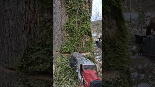 Eschen Fällung mit Husqvarna 564 XPG