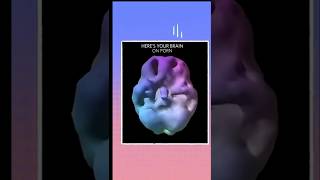 How Porn Damages your BRAIN