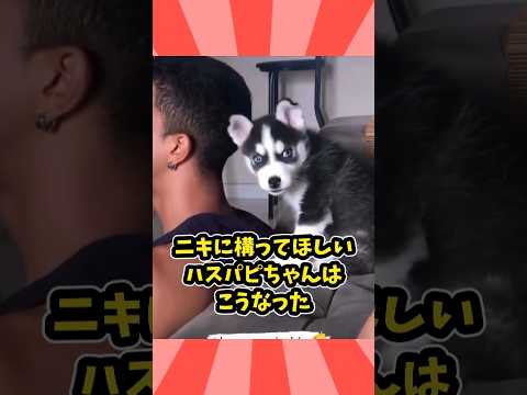 ハスキーさんの動画見て笑ったら寝ろwww　#ハスキー #笑える #癒し #大型犬 #大型犬のいる生活 #大型犬のいる暮らし #元気になる動画 #大型犬と暮らす サムネイル