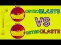Osteoclasts and Osteoblasts Functions
