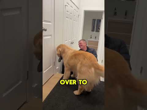 Joe Rogan on Golden Retrievers. #dog #doglover #goldenretriever