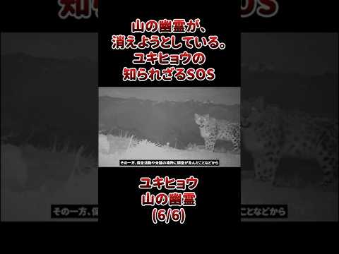 山の幽霊が、消えようとしている。ユキヒョウの知られざるSOS