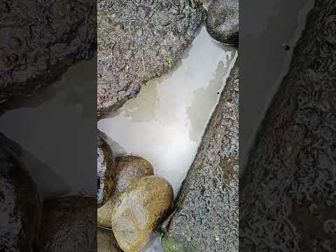 Lumabas ang malaking isda sa butas #short #amazing #fishing