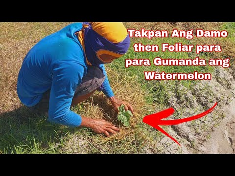 Dayami ng Palay- Solusyon sa aming Pagkakamali sa Watermelon Farming