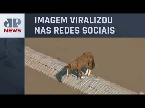 Força-tarefa resgata cavalo ilhado em telhado de casa no RS