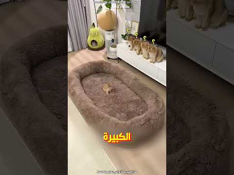الراجل اشترى سرير كبير لقططه اللطيفة🛏️