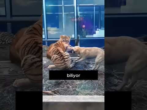 Bu köpek kaplanların annesi #hayvansever