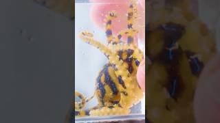 The MOST Venomous Animal!