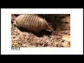 Kirkincho Andino: Facts and Conservation