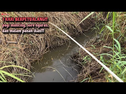 SEHARIAN BERPETUALANG‼️ PAGI MANCING, SORE NGURAS, DAN MALAM PANAH IKAN‼️#mancingliar #bangja