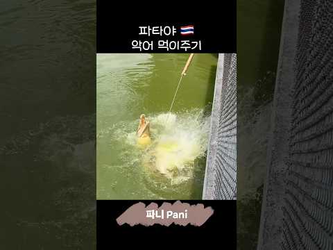 <strong>파타야</strong> 가면 도전해보세요 악어먹이 주기 #pattaya #thailand #crocodile
