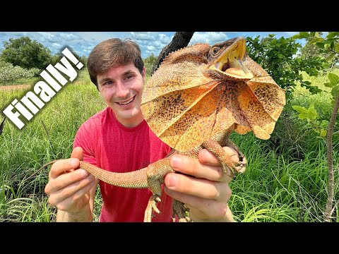 Chased by a Frilled Dragon! - Australian Snake Hunting!