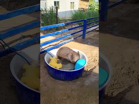 Fam-z owner of boldyz