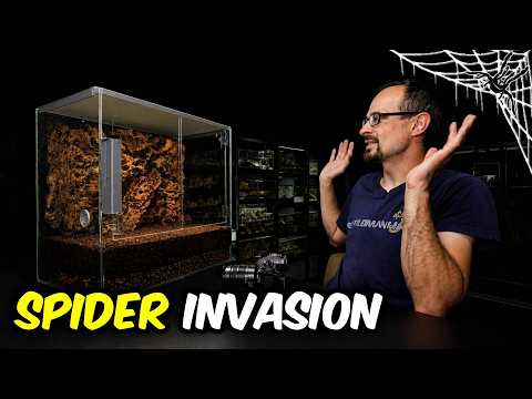 What Happens when SPIDERS Have UNLIMITED FOOD?!
