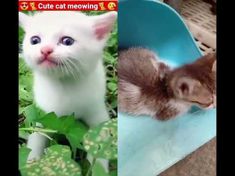 #cat #cuteanimal #catvideos #catlovers #catmeowsound #catmeowing #pets #pet #catshortsvideo #cats