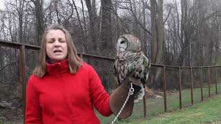 Barred Owl presentation