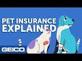 Understanding Pet Insurance Coverage
