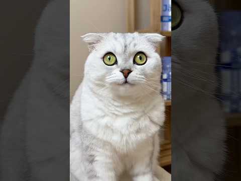 🥲🚑 #cat #cats #funny
