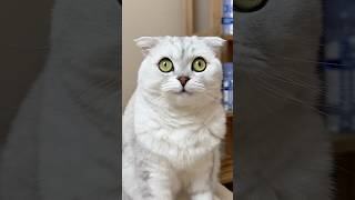 🥲🚑 #cat #cats #funny