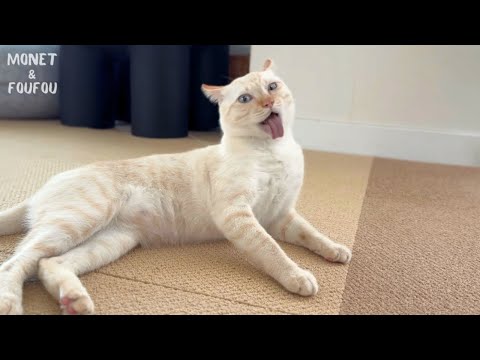 猫が“誘導スキル”で飼い主を操ってくる…