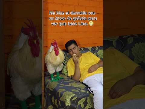 Mi Mascota es inteligente #gallos