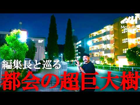 【超巨木 夜の散歩企画】編集長が巡る東京お散歩ツアー