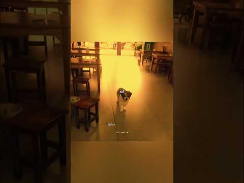 Este perrito siempre va a buscar a su amigo perruno