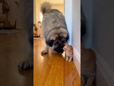 "NOT MY KITTEN!" Fat Cat's Gentle Meow Followed by PURE FURY 🥺😠