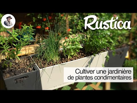 La culture des fines herbes sur votre balcon