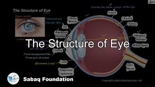 The  Structure of Eye