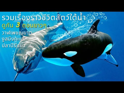 รวมเรื่องราวสัตว์โลกใต้น้ำฉบับมัดรวม ดูกันยาวๆ 3 ตอนนะคะ |สารคดีสัตว์ WILDLIFE