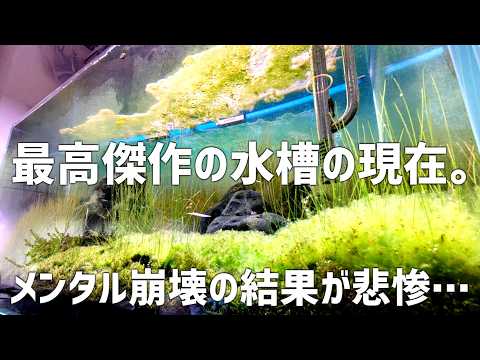 出すか迷った水槽の現在。精神不安定による水槽の変化を包み隠さずお見せします。#795【アクアリウム】